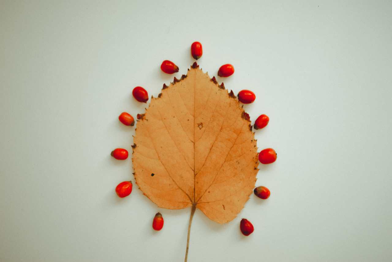 Fall fruits that are good for your gut and heart