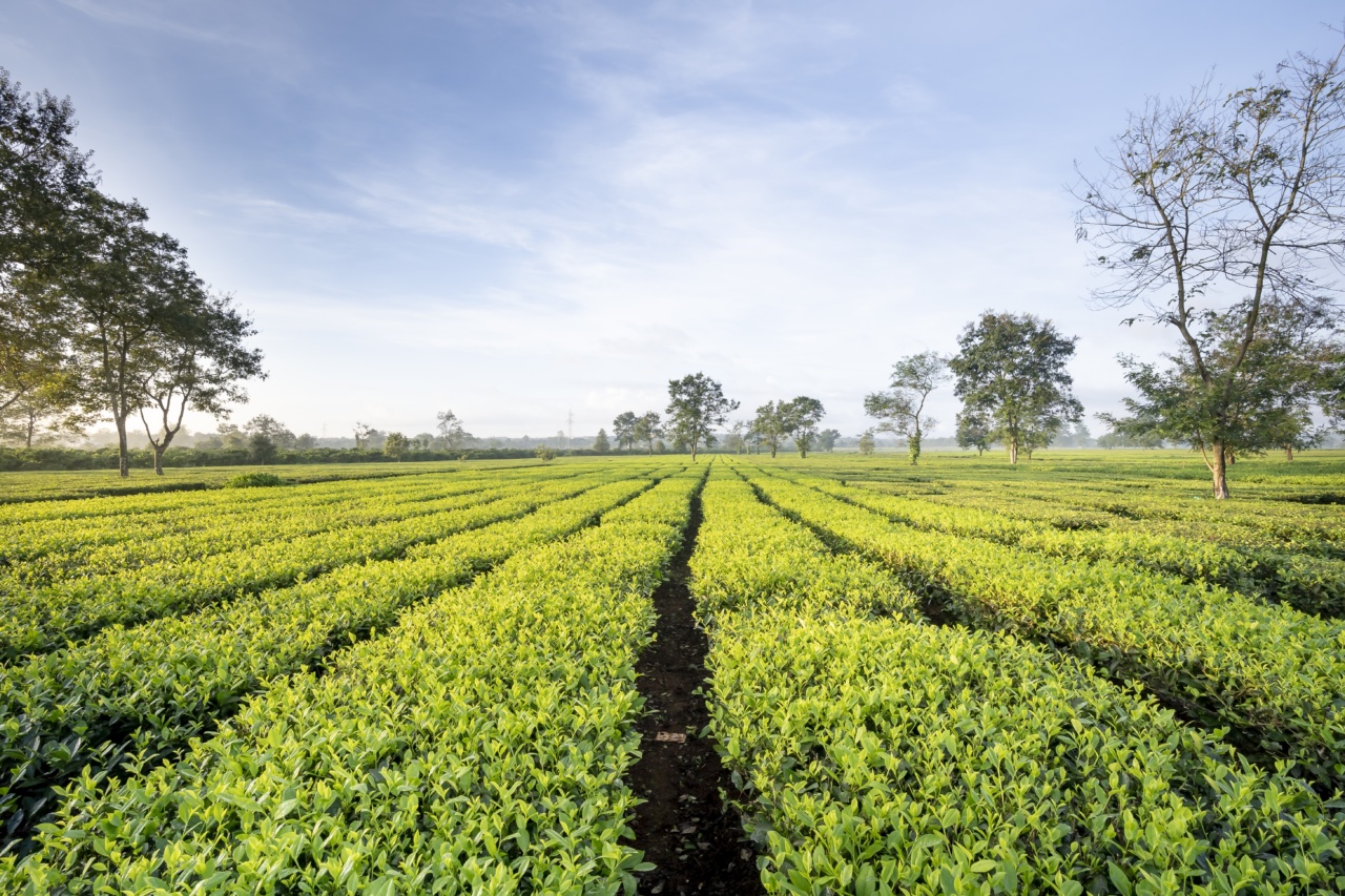 Tea Overconsumption: A Silent Killer of Kidneys