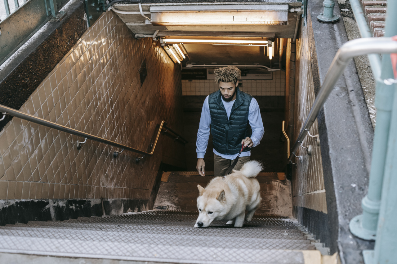 Get Involved: Public Consultation on the Pet Bill and Stray Animals