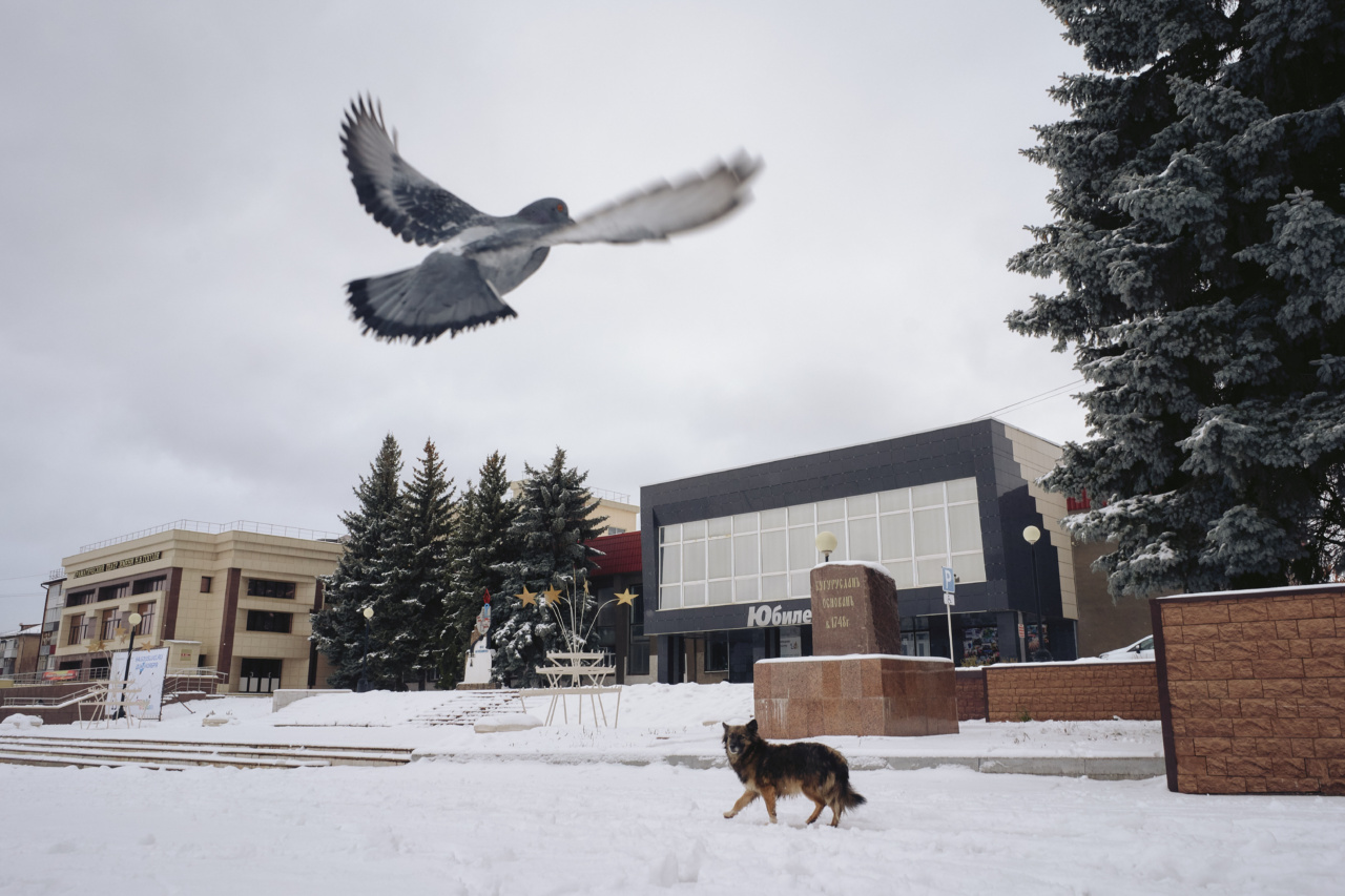 Essential tips for flying with a dog