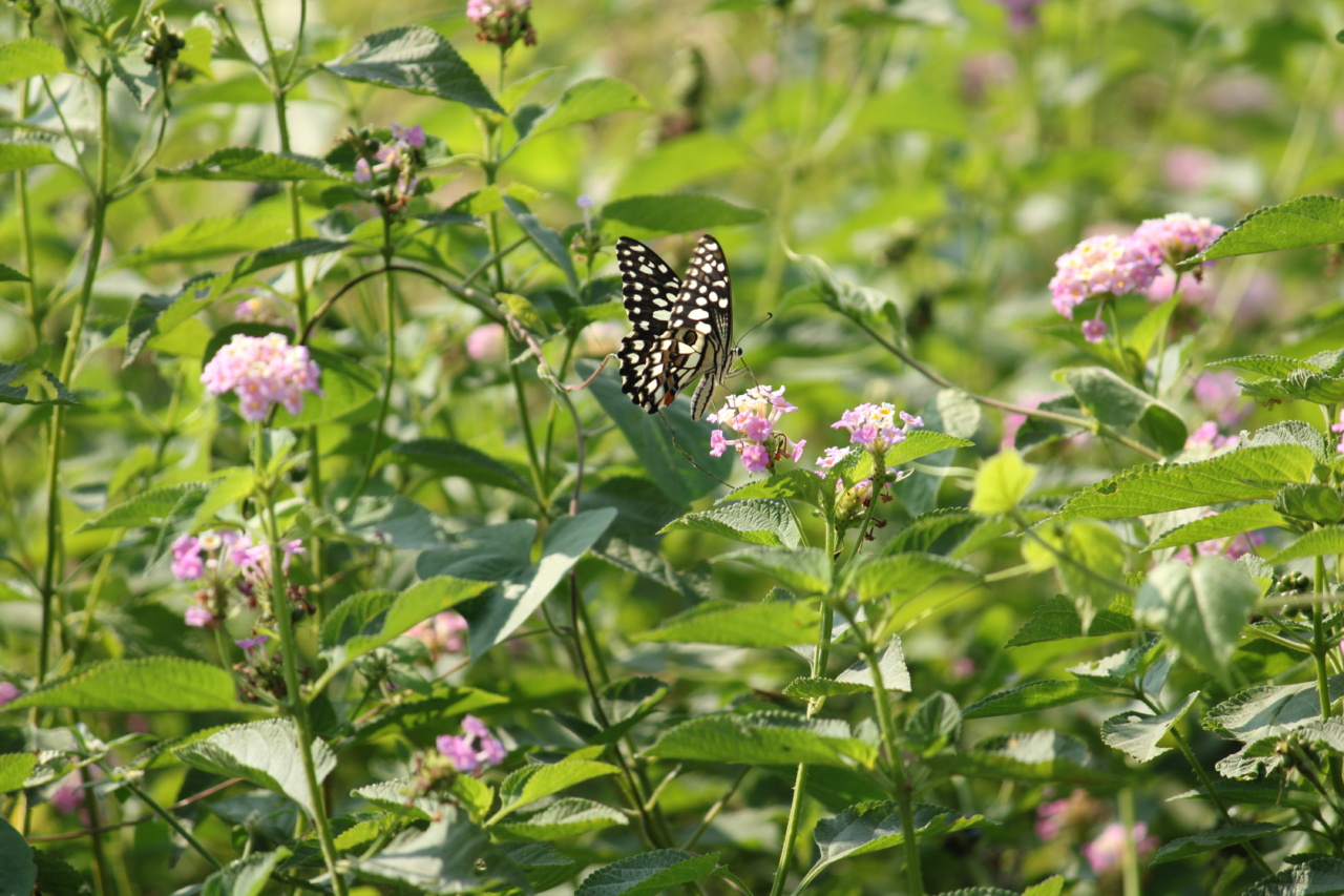 Natural Insect Repellent Recipes
