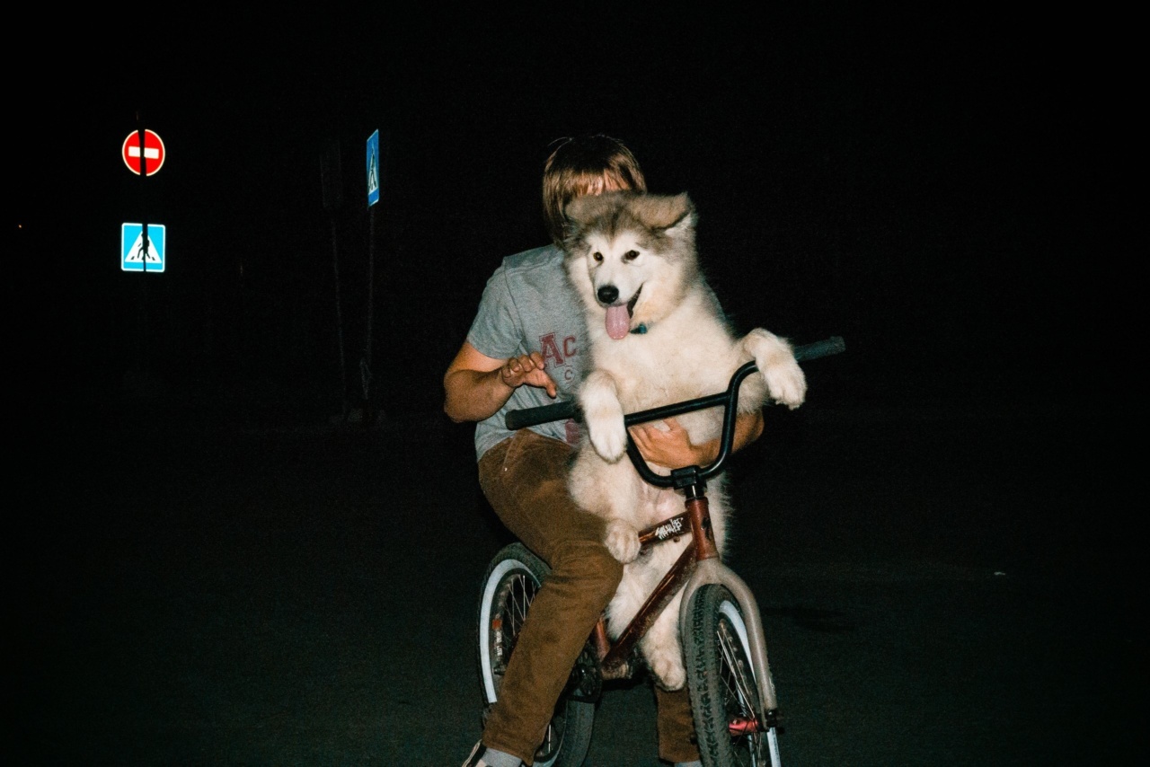 What to watch out for when taking your dog for a ride