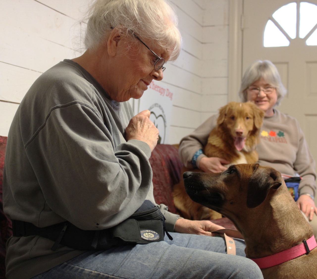 7 Reasons Why Senior Dogs Make Great Companions