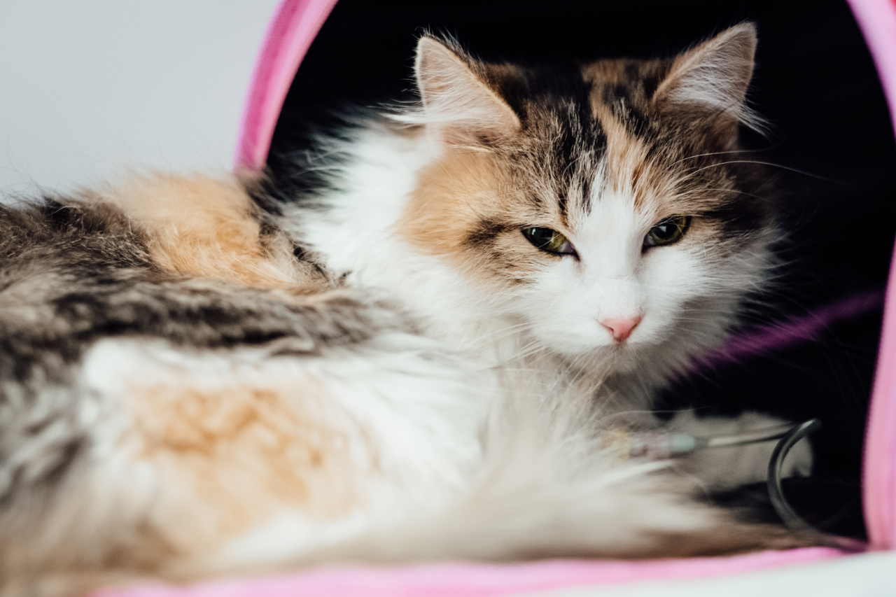 How to Tell If Your Cat Is Ill