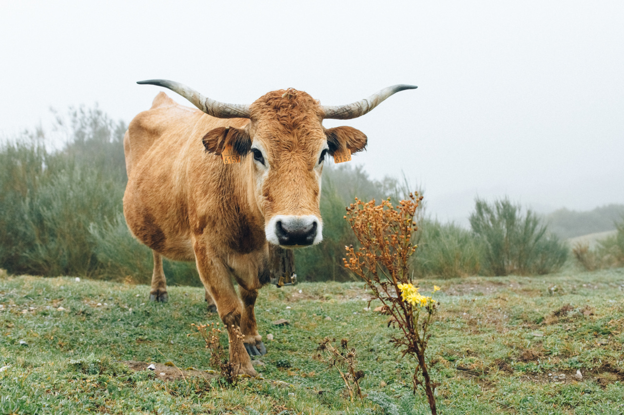 All you need to know about cow and herbal milk