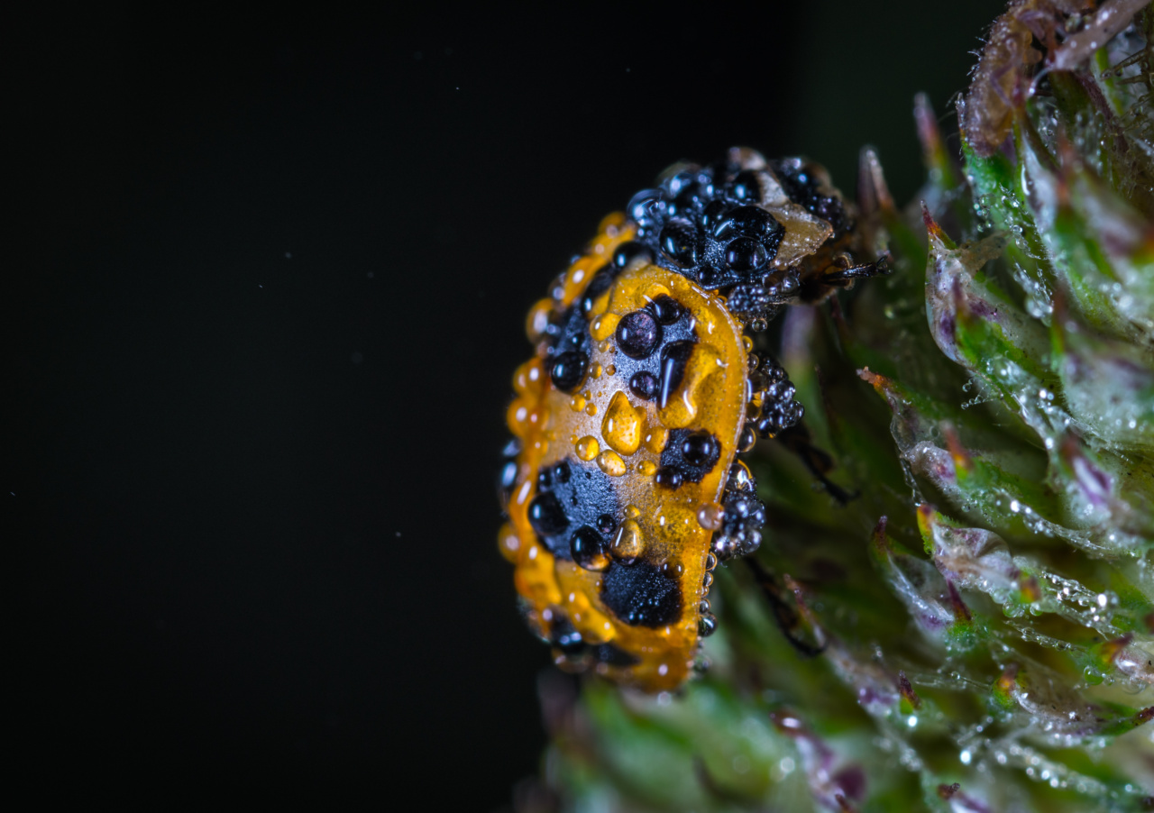 Beetles as food – 10 benefits and 3 potential downsides
