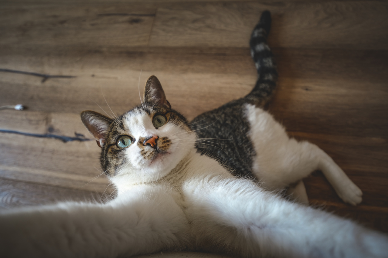 Cat parasite may increase risk of schizophrenia