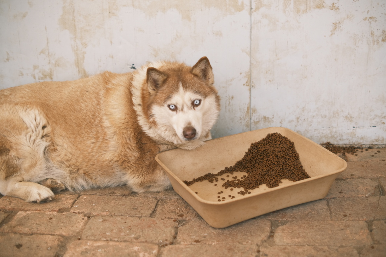 The Hidden Dangers of Dog Food