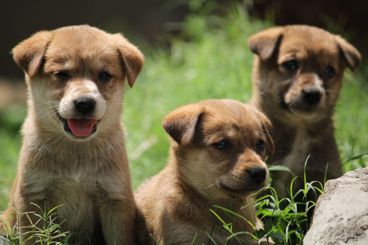 Are puppies effective as hawk dogs?