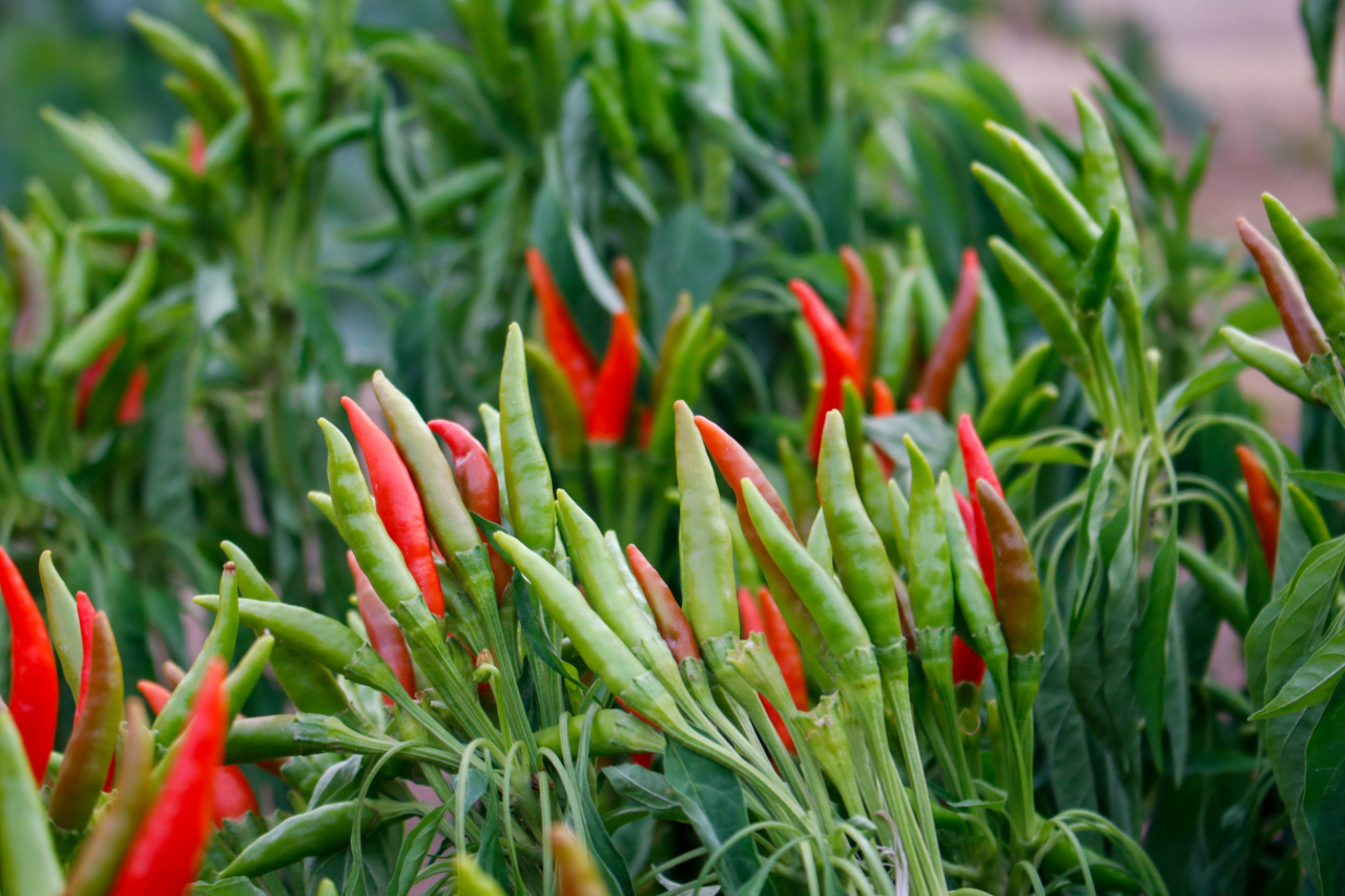 The veggie that changes hearts and minds