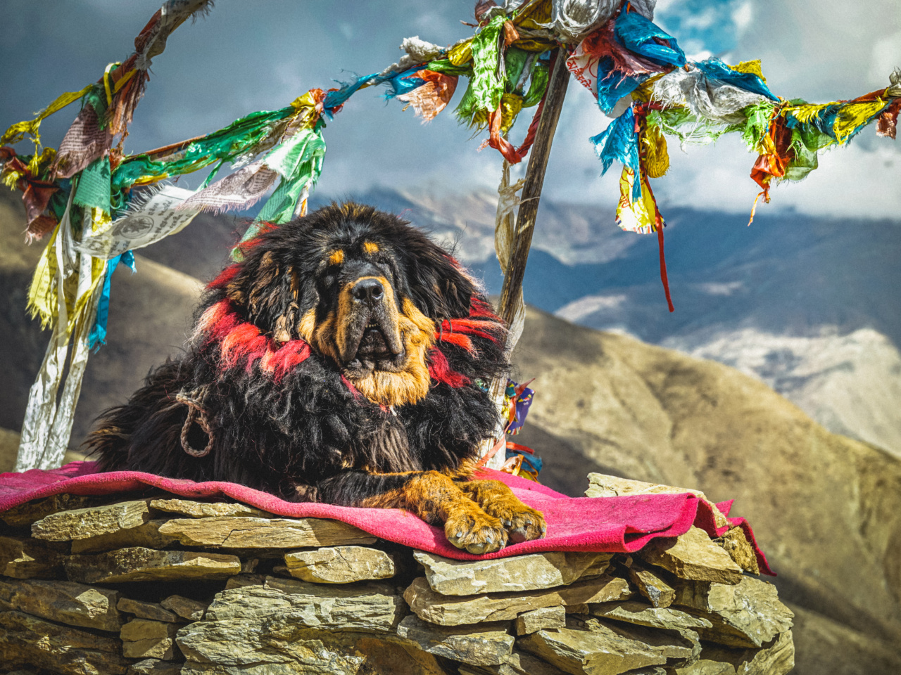 Aspasia’s wish fulfilled: We bring our dog along
