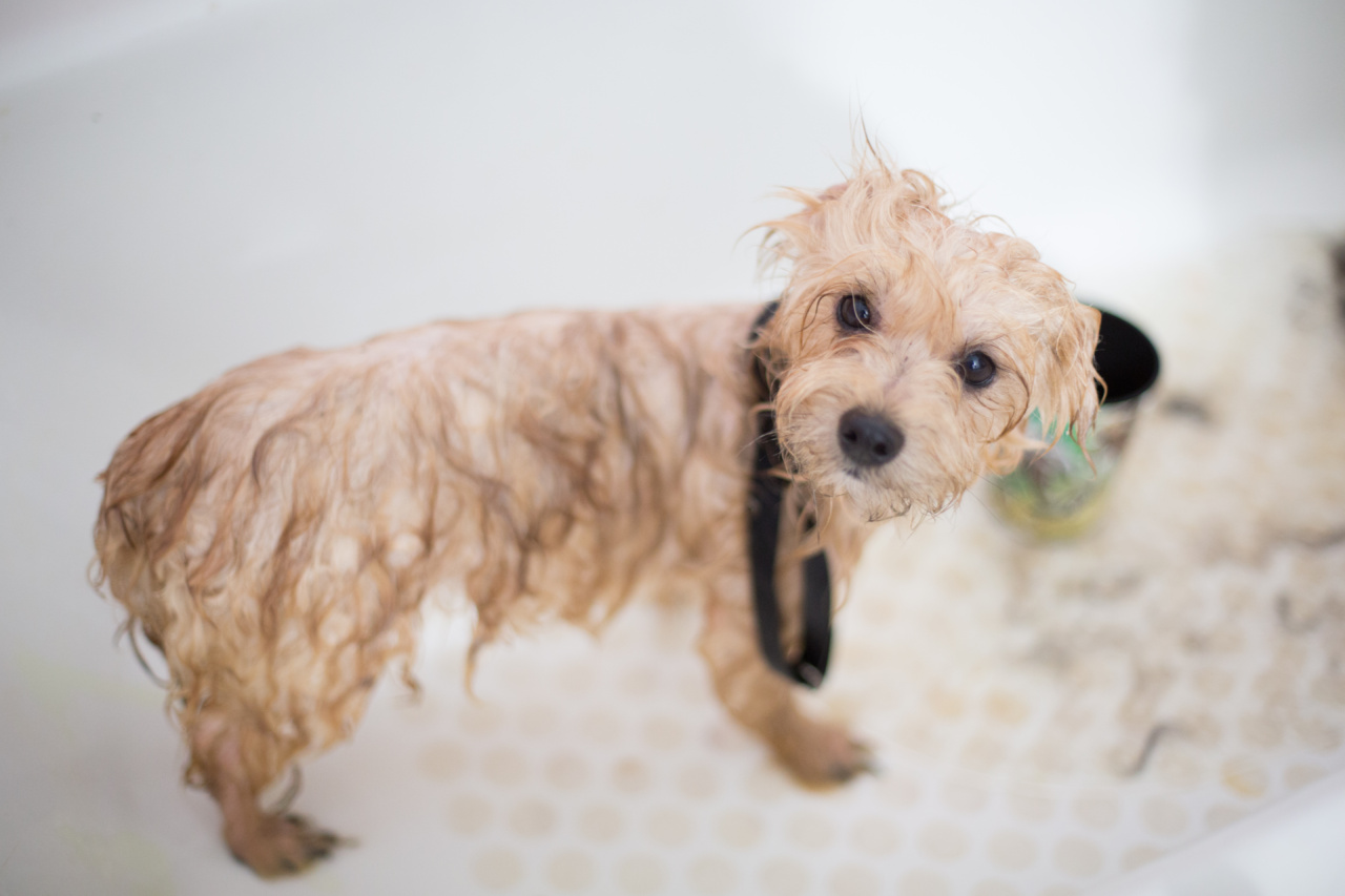 Stop Your Dog’s Post-Bath Rubbing Habit: Tips for Properly Washing Your Dog