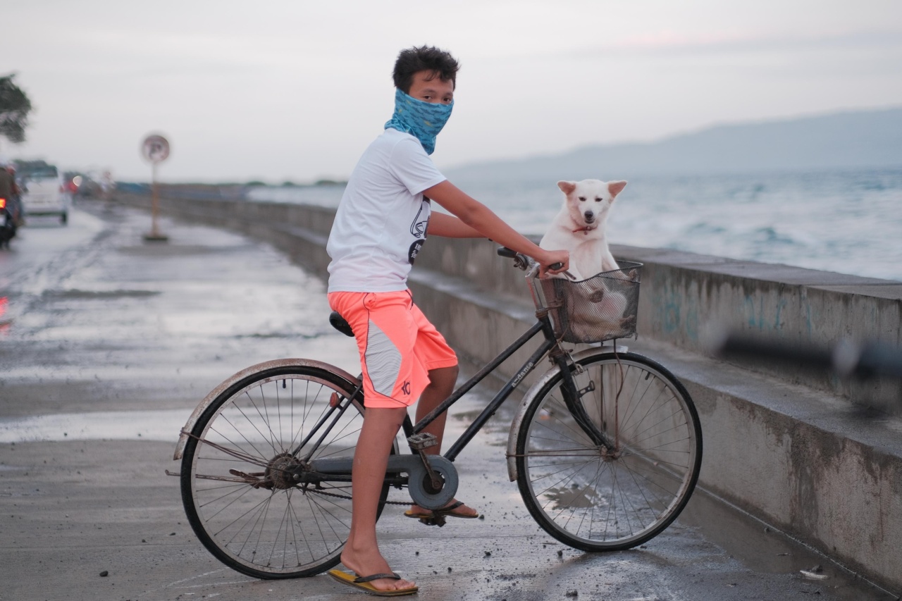 Strategies for Expanding Your Canine’s Riding Capabilities