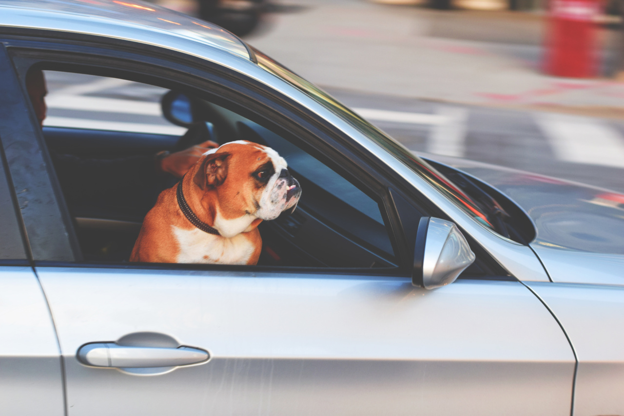 Why Taking Your Dog for a Drive Might be the Best Thing for Their Health