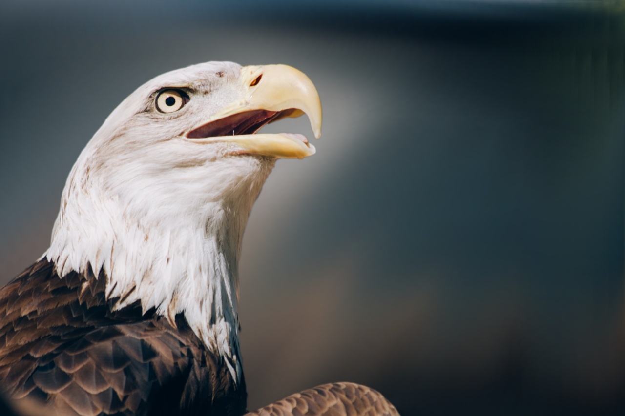 What Occurs When the Eye Takes Flight