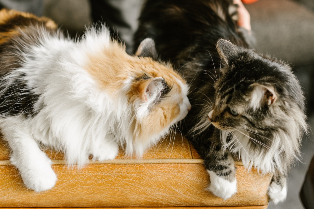 Do You Prefer Cats or Dogs for Your Main Character?