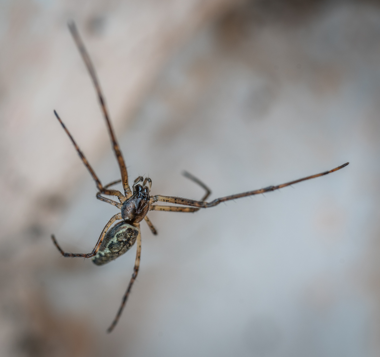 Are Lipas dangerous pests?
