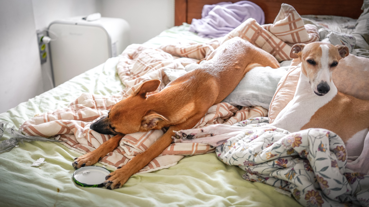 Choosing the Best Pillow for a Restful Sleep