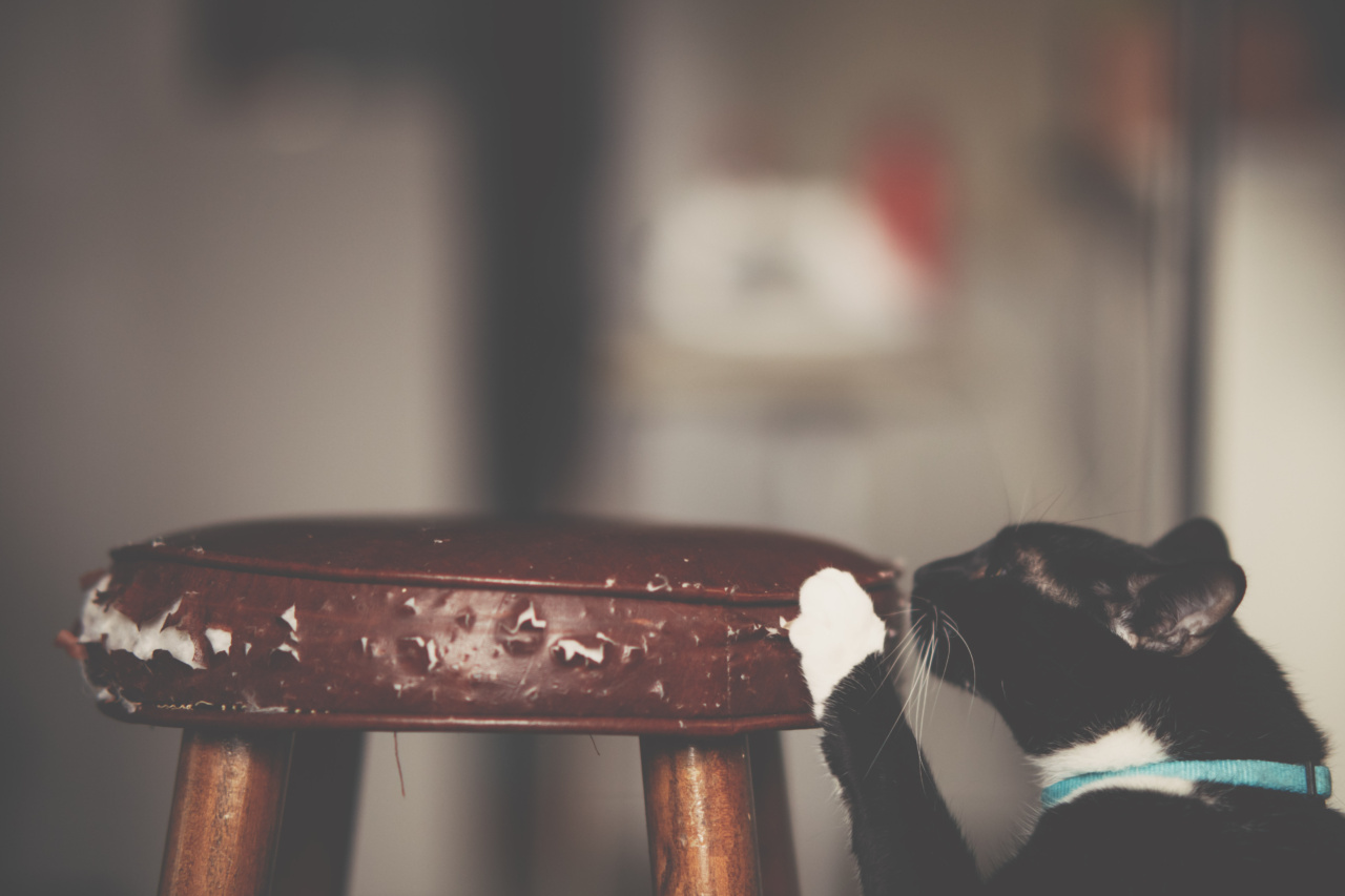 Scratching and Shredding: How to Stop Your Cat from Damaging Your Furniture