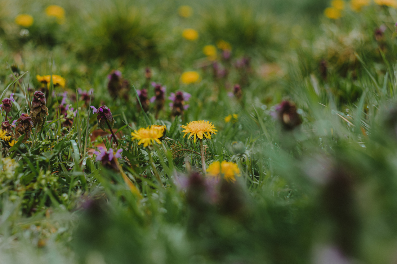 Nettle: Much Maligned