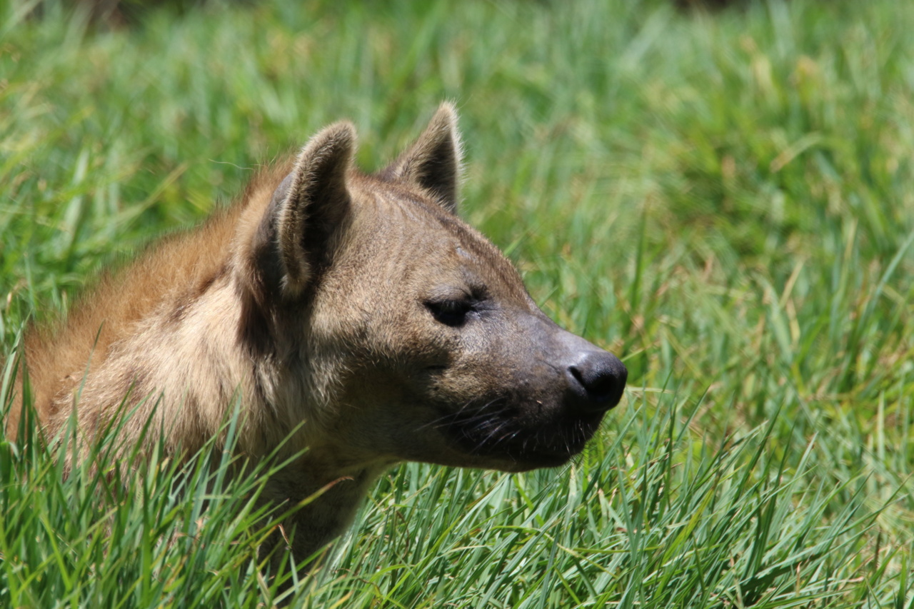 Why Neglecting Your Dog’s Ears is Dangerous