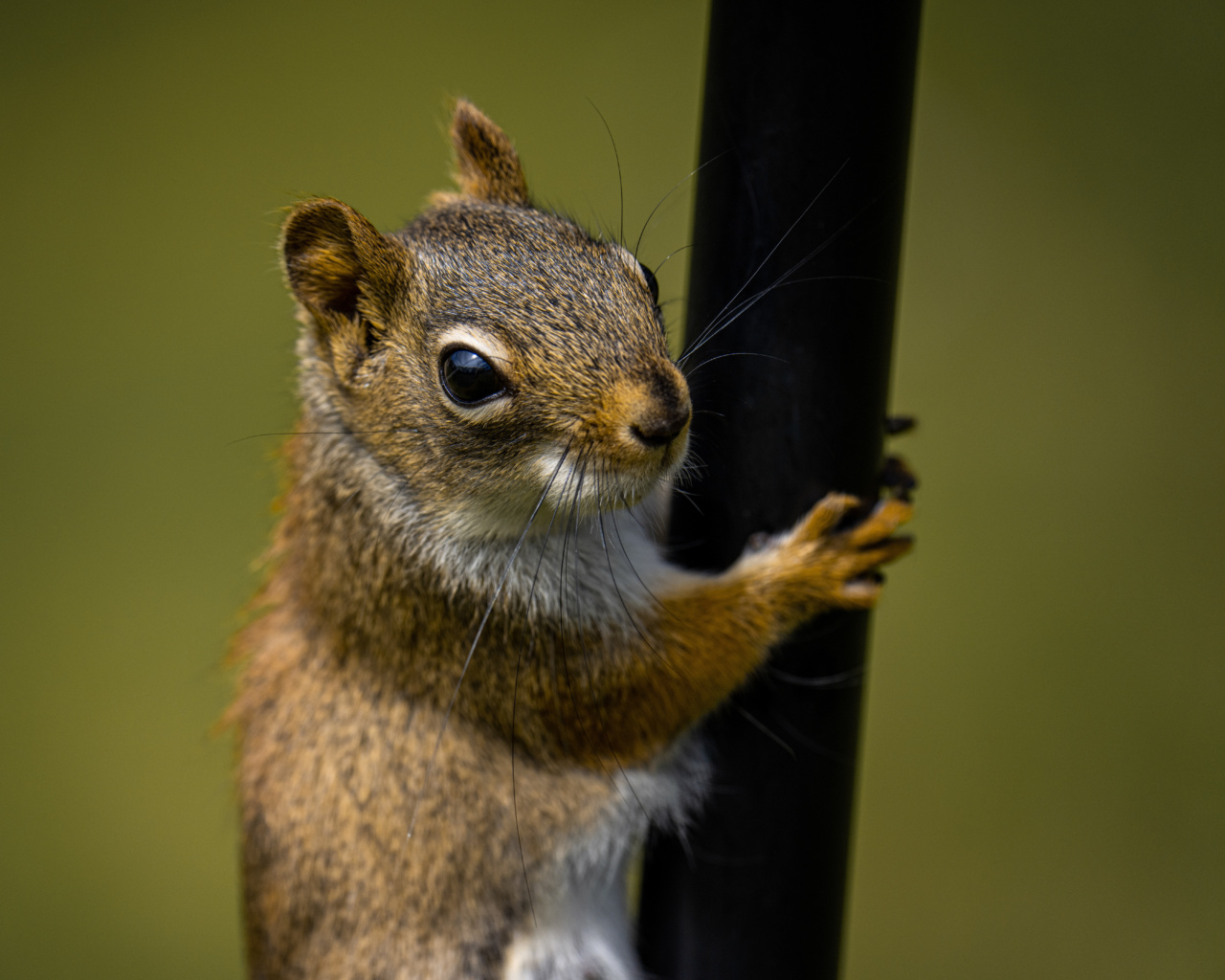Uncle, a squirrel stole my cookie – and told me a secret