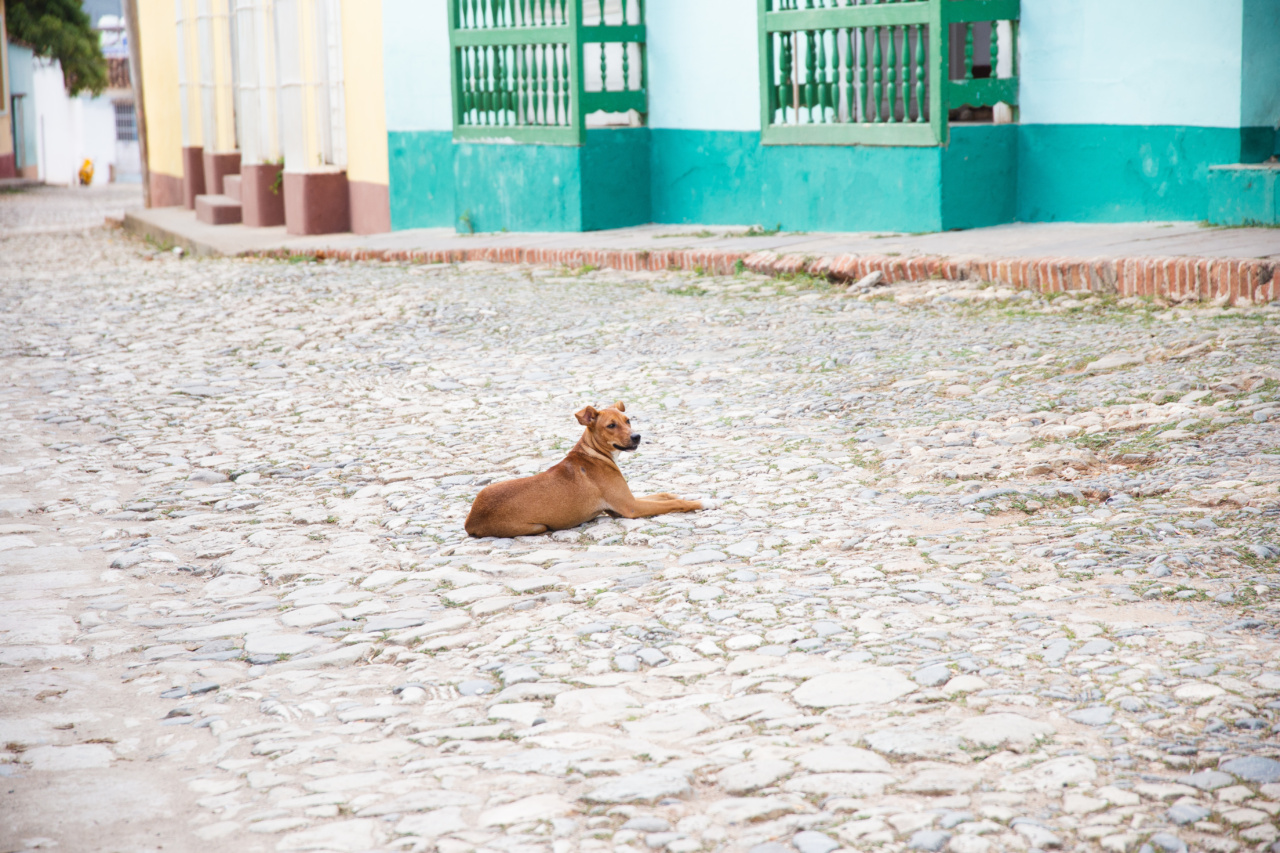 Will the dog remain quiet in moments of silence? Brace for a fee