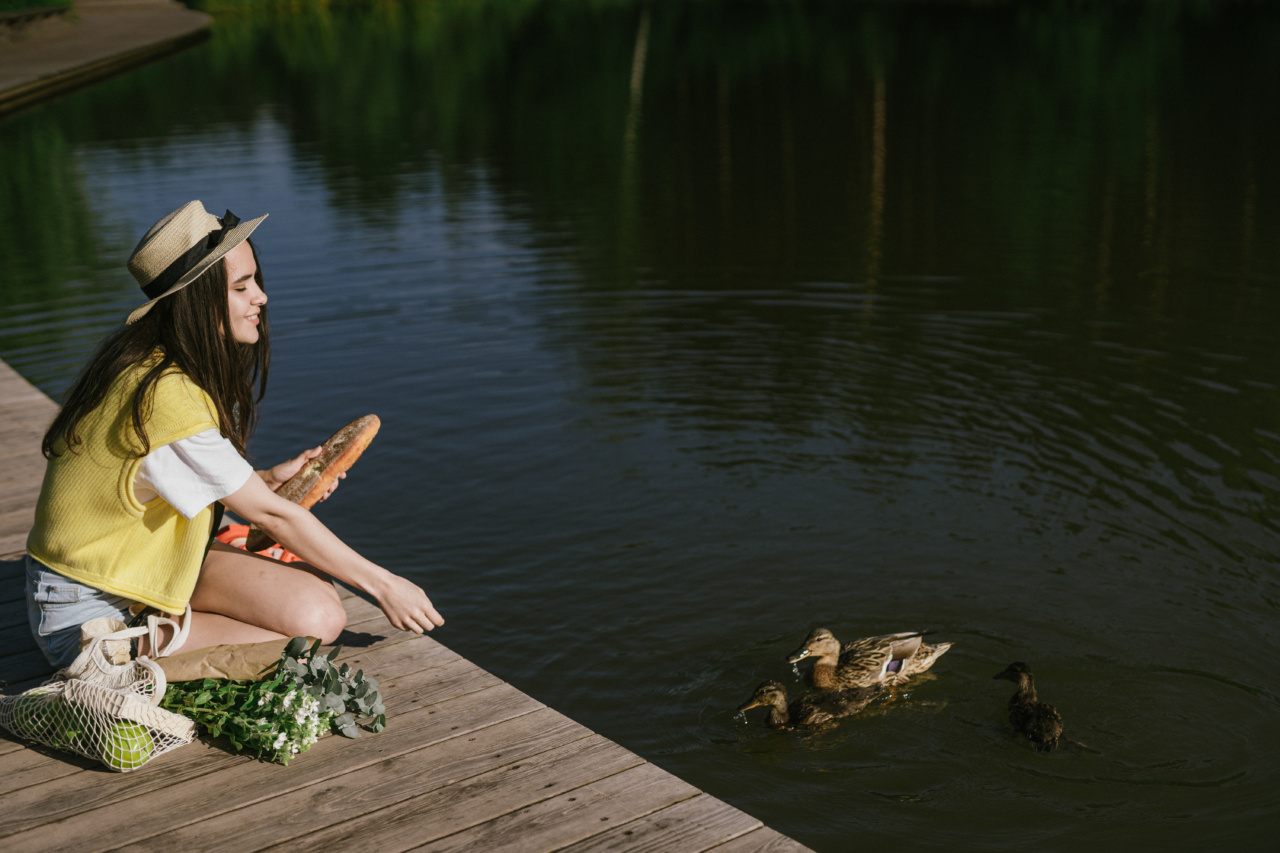 Feeding ducks bread? It’s time to learn about the harmful effects and alternative options