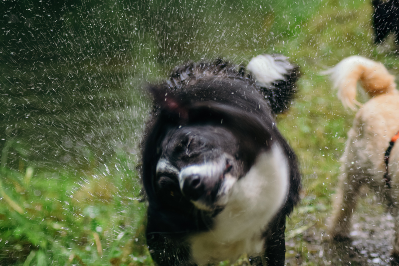 Is my dog shaking normal?