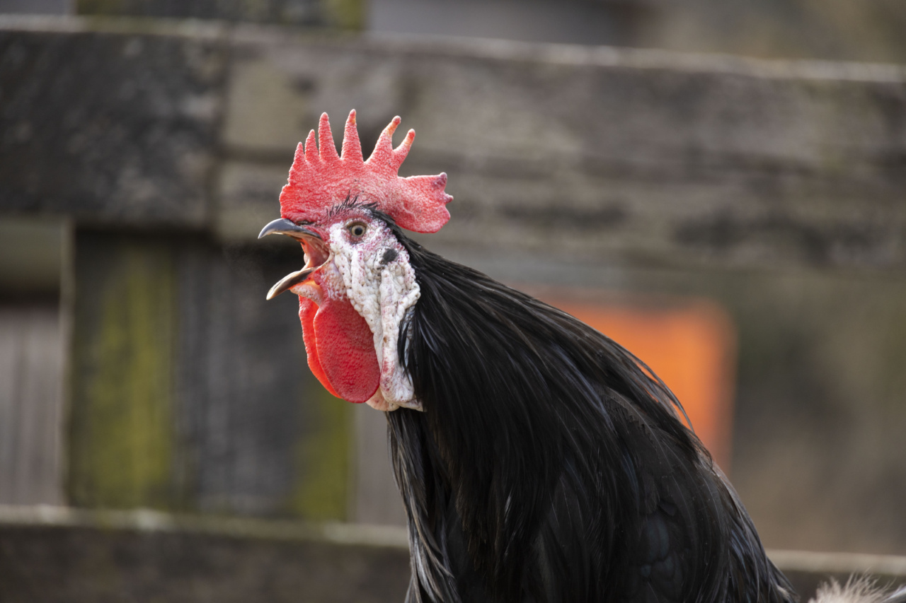 Does Your Child’s Chicken Crow? You Might Have a Rooster!