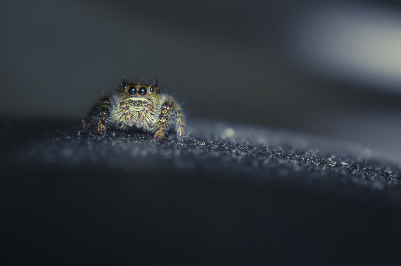 Mosquitoes: Tiny but Terrible
