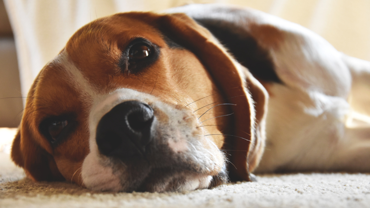 Explore the Surprising Advantages of a Dog’s Whiskers