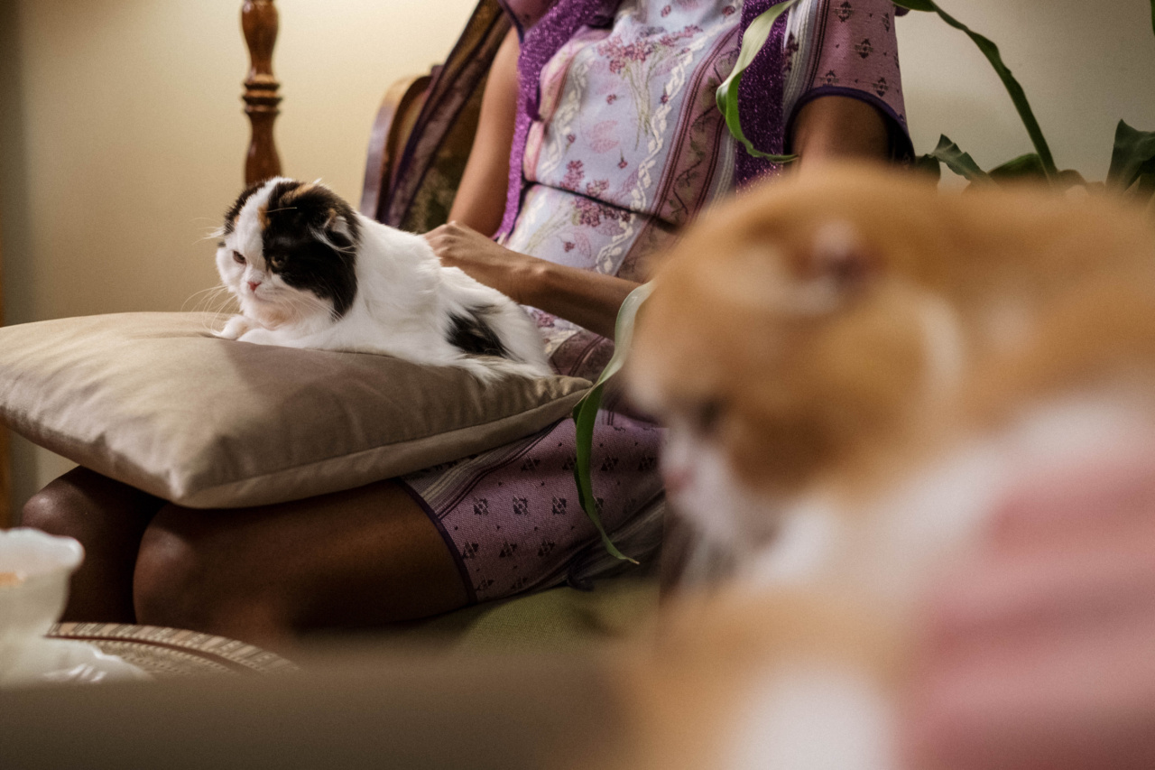 Six ways cats express their love