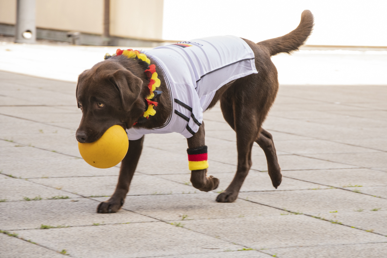 What’s Wrong with You, Dog? – No Ball Retrieving!