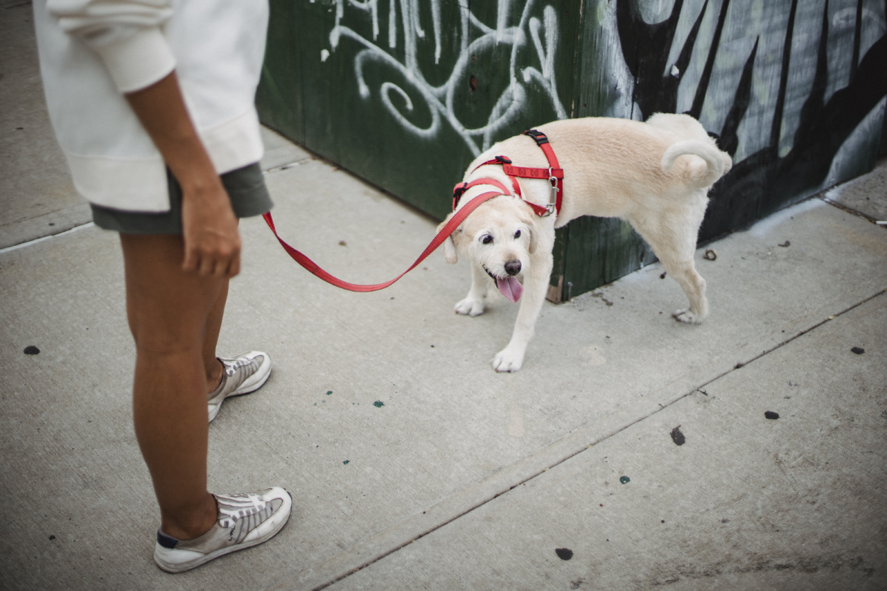 Koronovios: Can the dog’s scent uncover the truth?
