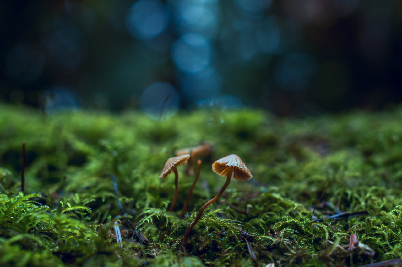 Efficient Ways to Get Rid of Nail Fungi Naturally