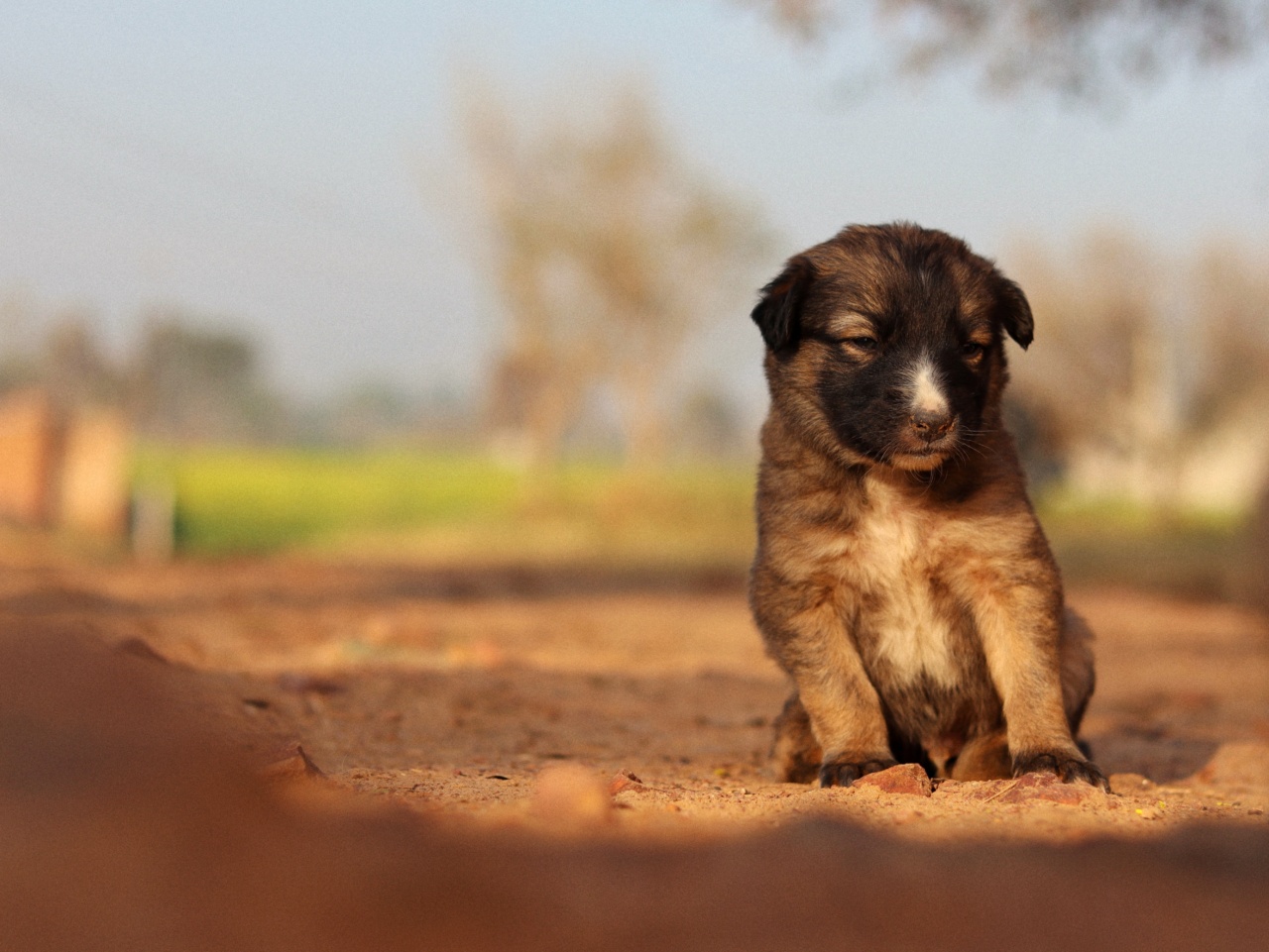 10 Tips to Help Your Dog Adjust to a New Baby