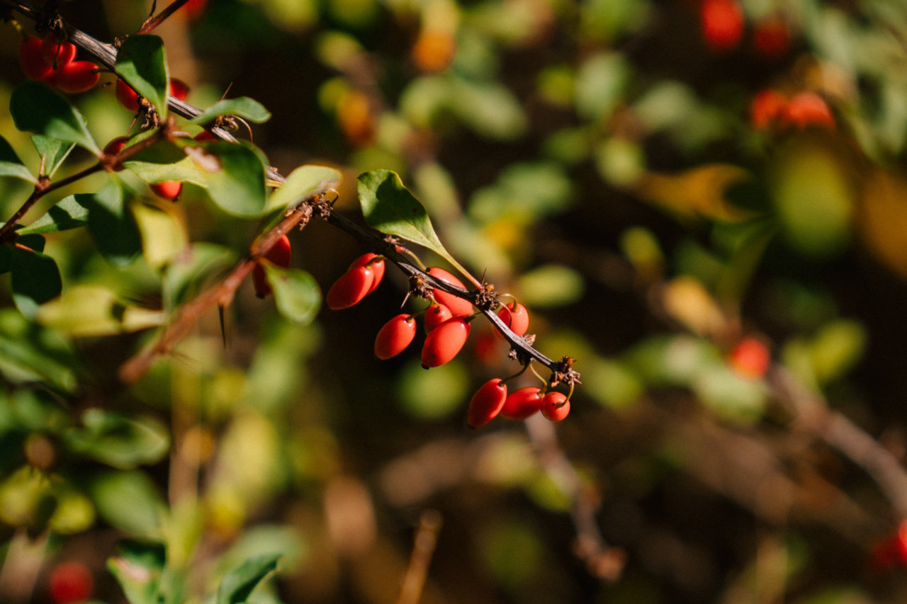 The Crowned Berry that Lowers Blood Pressure