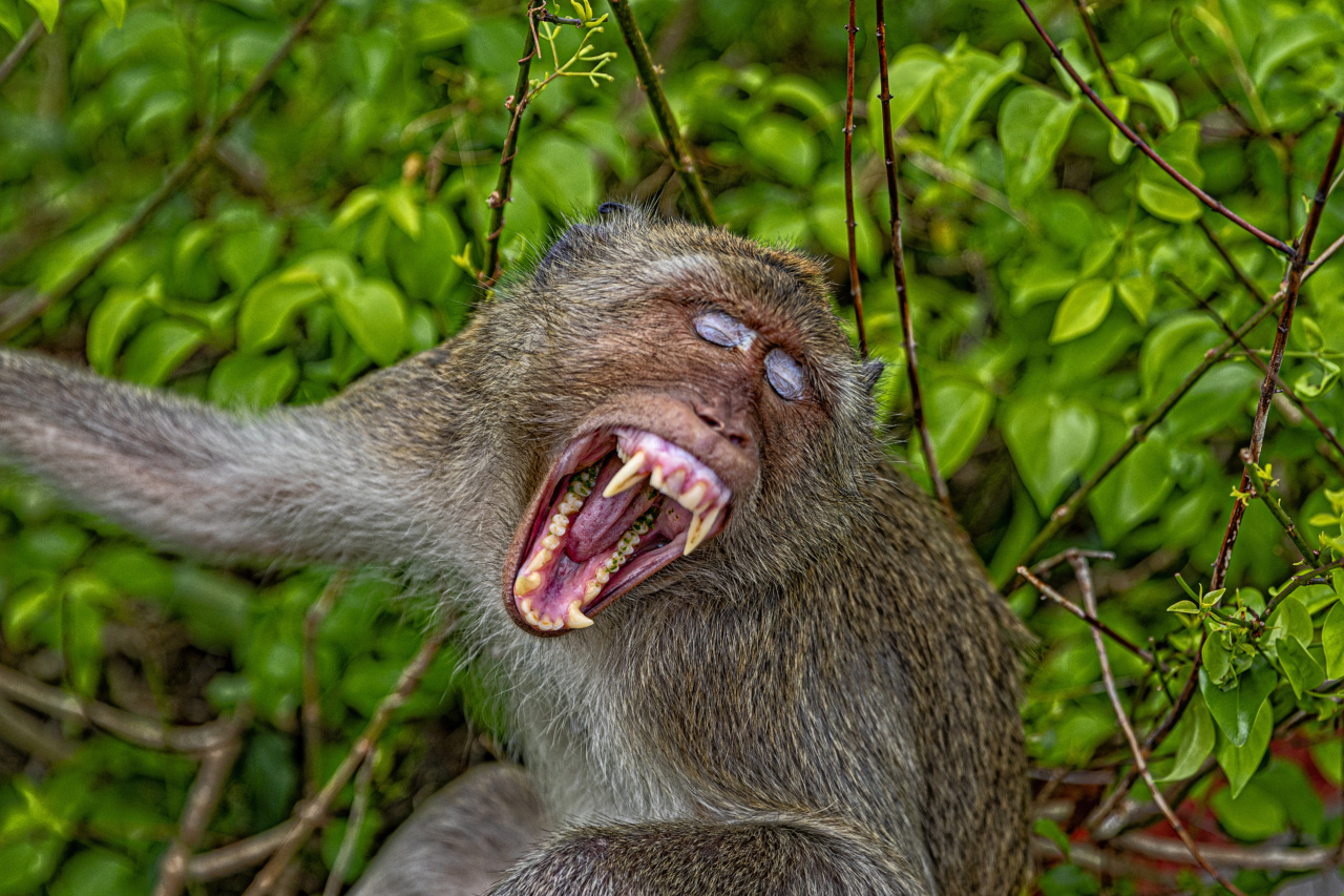 Research Shows the Harmful Effects of Monkey Pointing