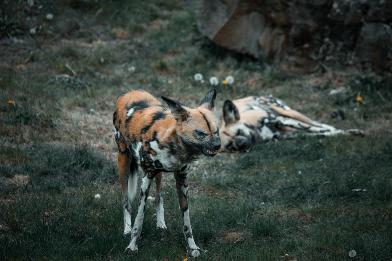 Understanding dog aggression: the truth behind the snarl