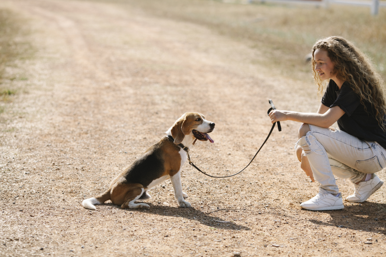 The Ins and Outs of Dog Barking: Tips for Training Your Pup