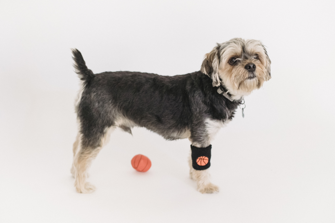 Ball Games for Dogs: How to Get Them Interested