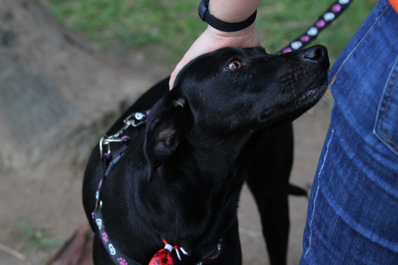Bugs vs. dogs: Which have the upper hand in detecting cancer?