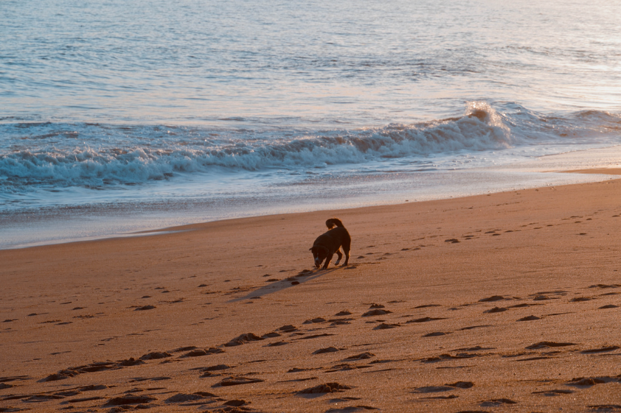 Beach Dangers: Don’t Leave Your Dog Unsupervised