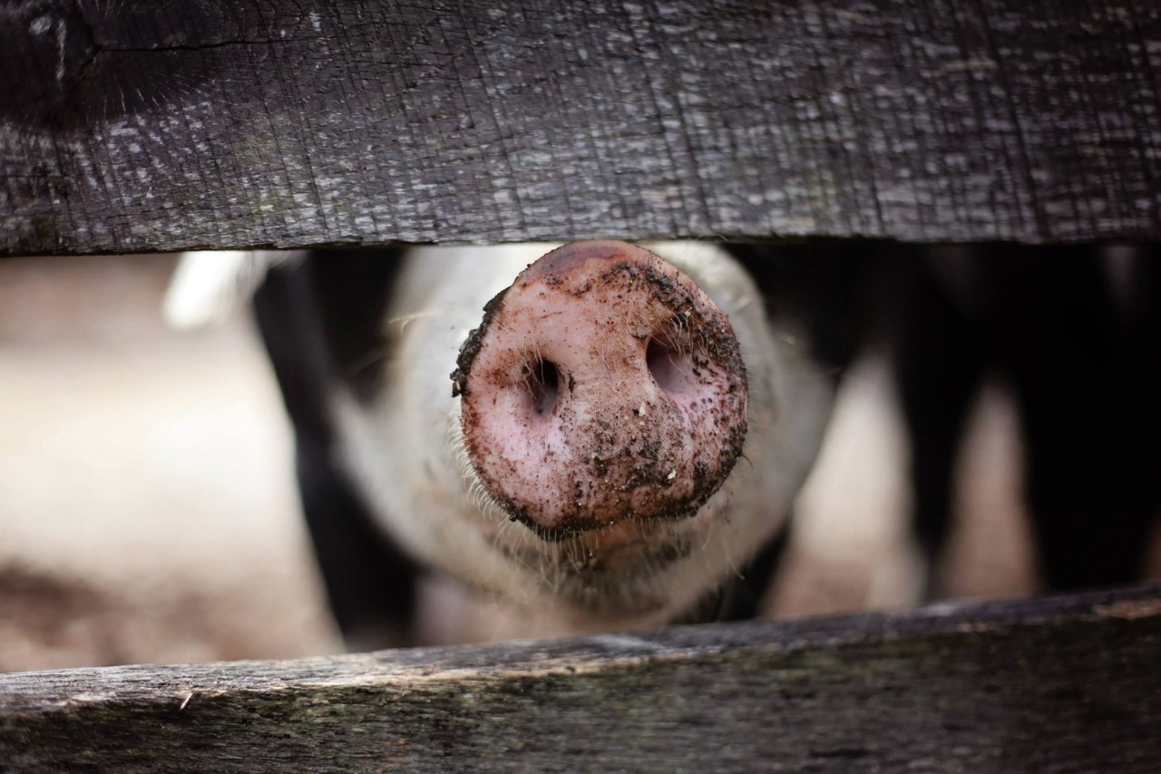 African Adventures on a German Pig Farm