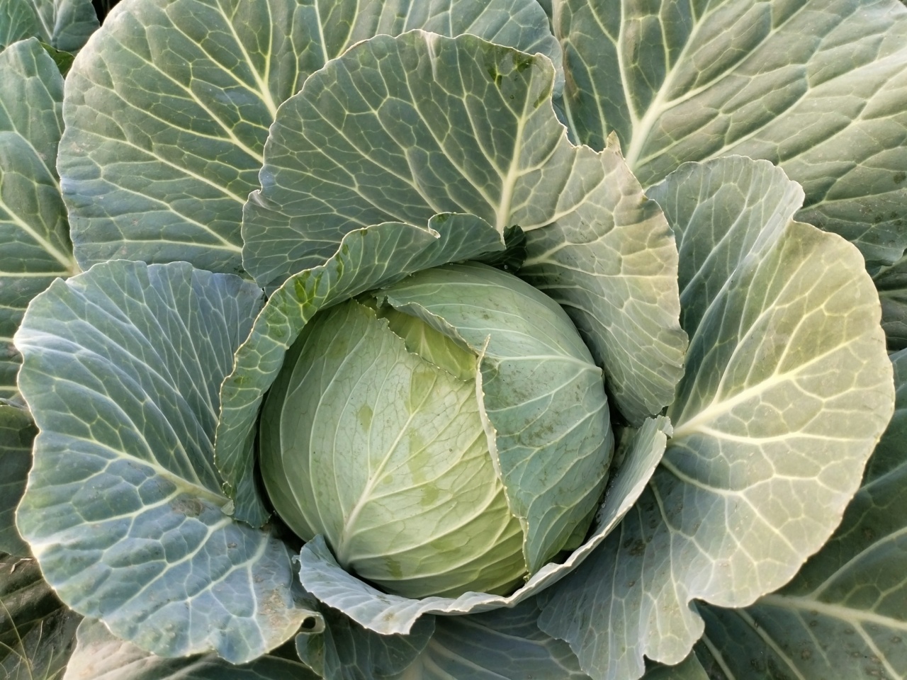 Why Cabbage is Becoming a Scientific Superstar