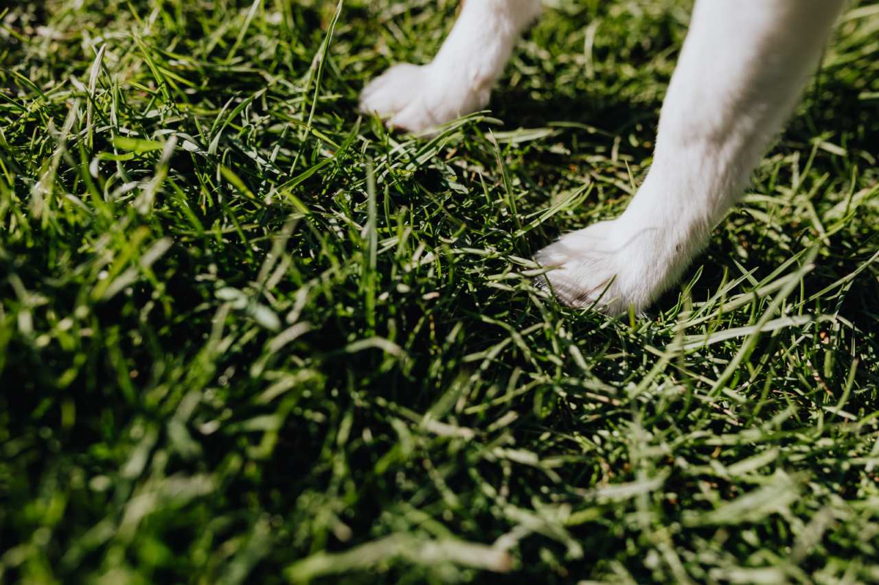 Guarding Against Solar Damage: A Guide to Protecting Your Dog from the Sun