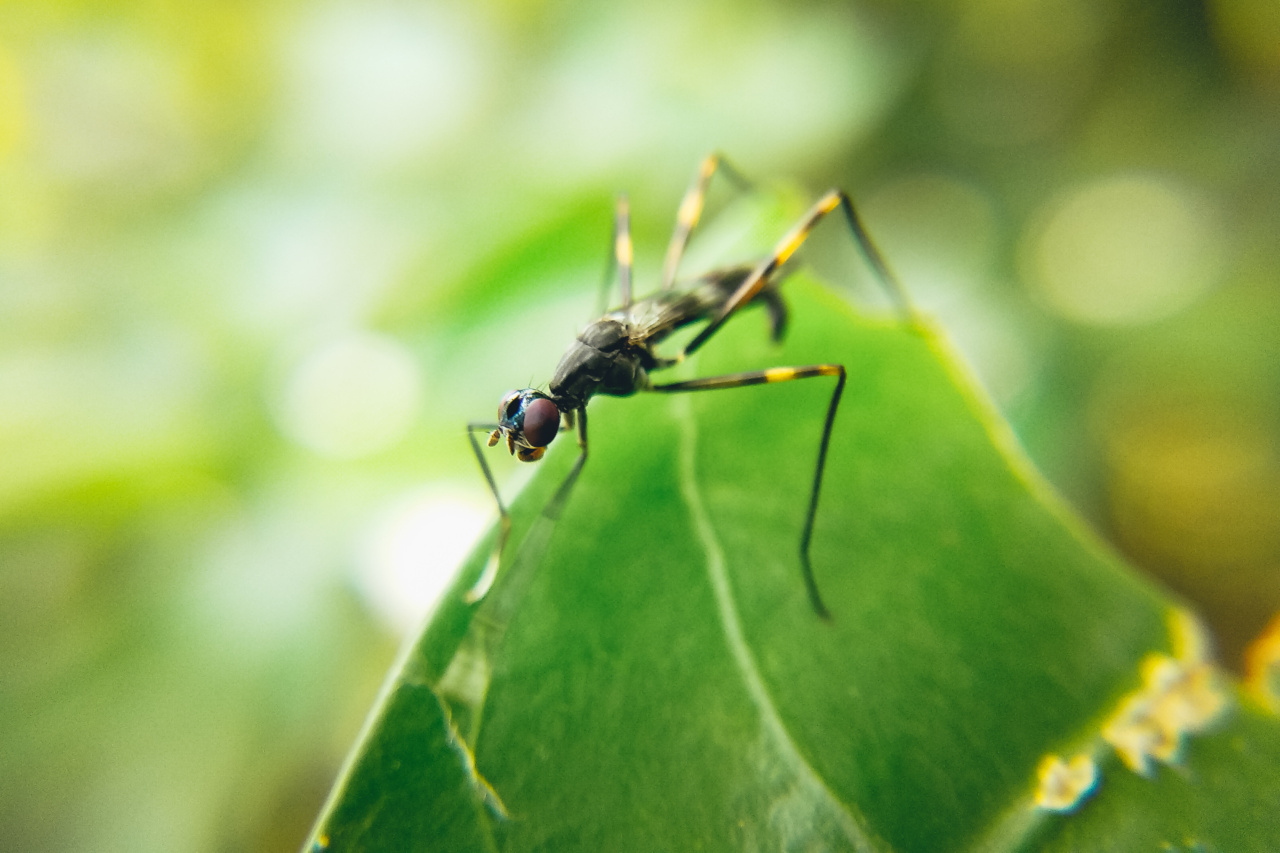 These plants act as natural mosquito repellents