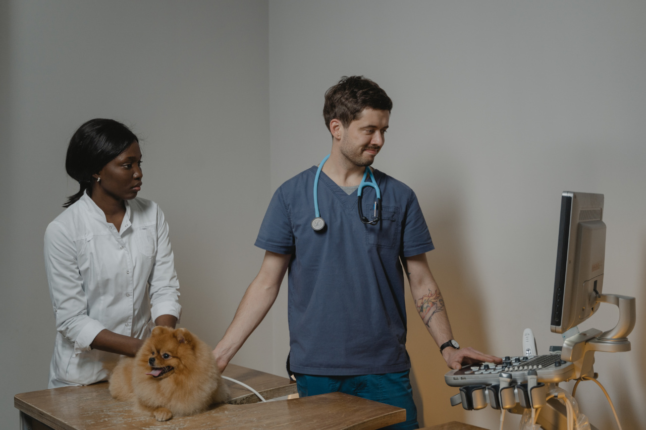 When do dog trembles indicate a vet visit?