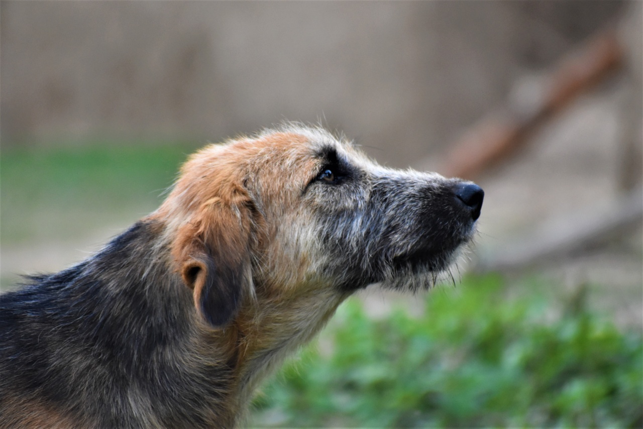 Koronovios: The hunt begins with the dog’s nose